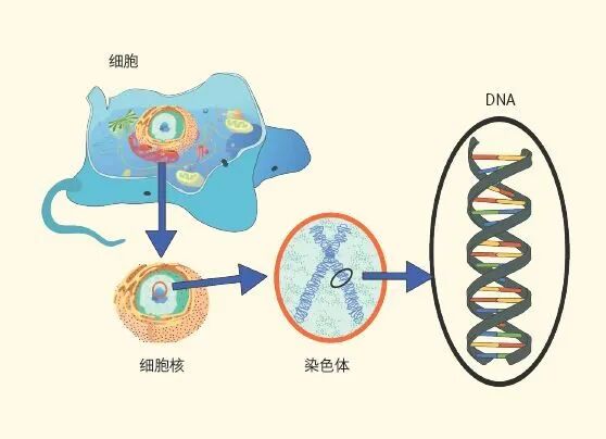 图15:染色体上的基因密码