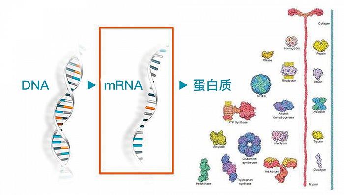 图3:mRNA