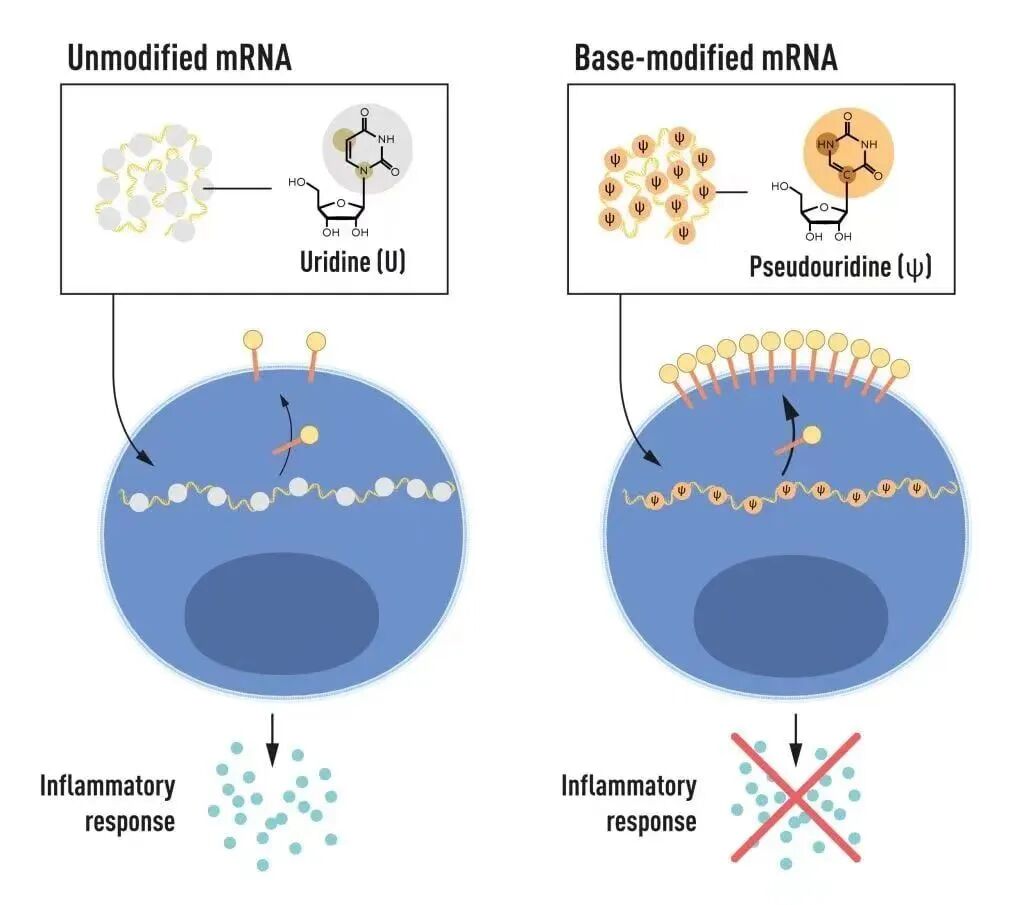 Figure 3: How mRNA vaccines work