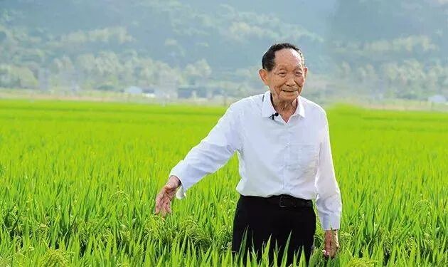 Figure 9. Yuan Longping, the “father of hybrid rice.”