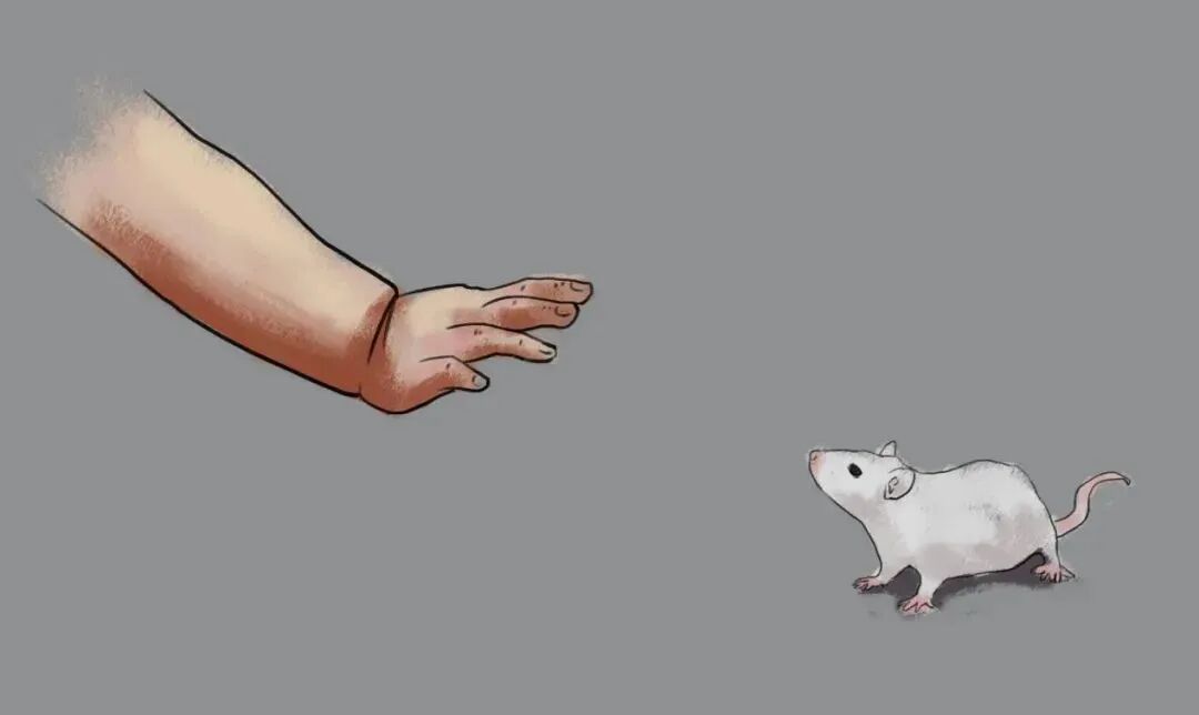 图37:尊重动物,感恩奉献