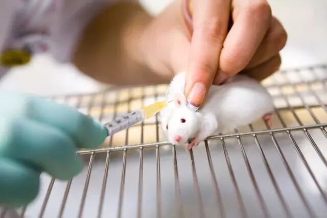 图1:尽可能给与实验动物更多关怀