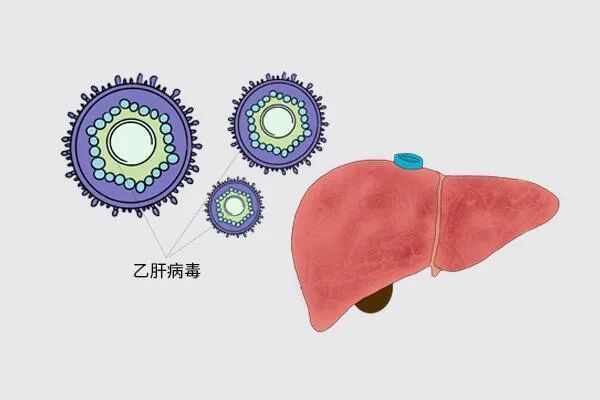 图5:乙肝病毒