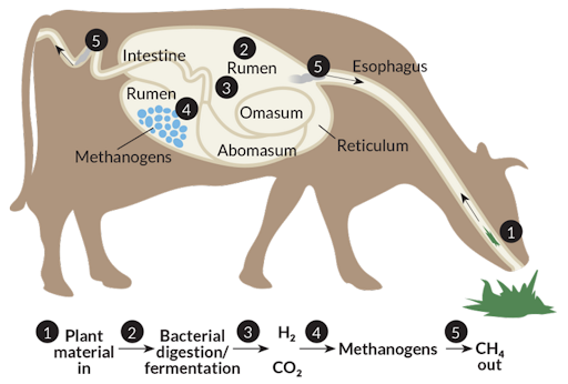 Figure 1: Internal anatomy of a cow