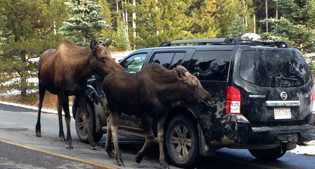 Figure 16. A moose on the road.