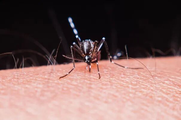 图7:蚊子唾液腺中的疟原虫