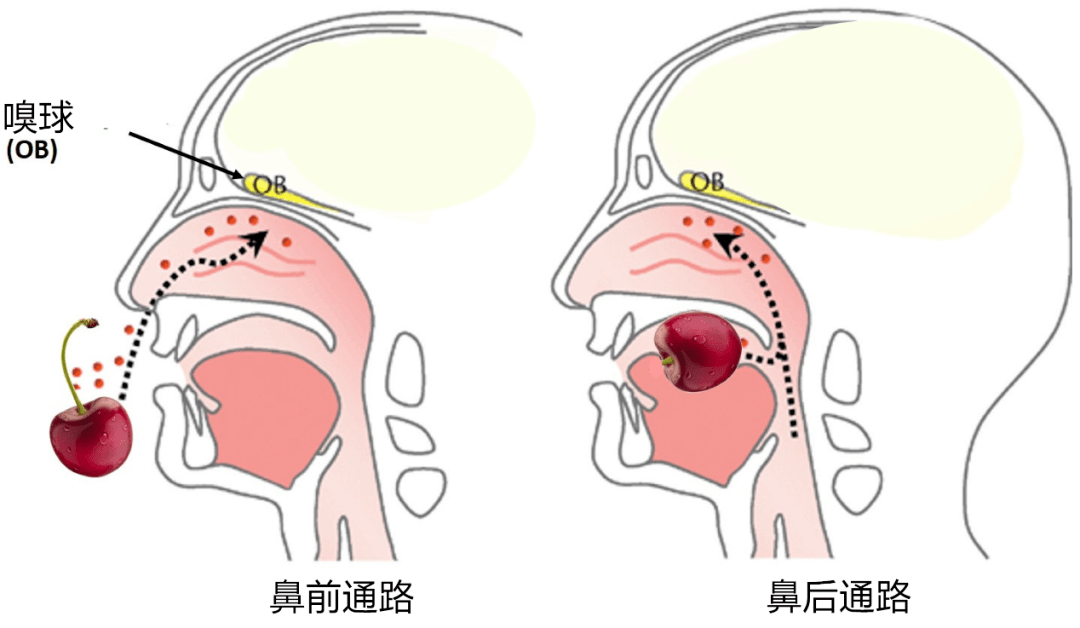 图5:人类的嗅觉系统