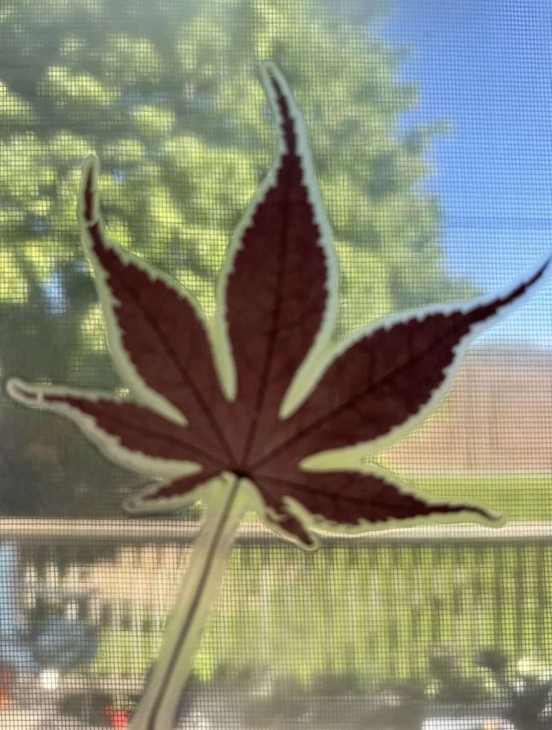 八年没回家,他今天终于登上了回国的航班——送别一位离开加拿大的博士朋友