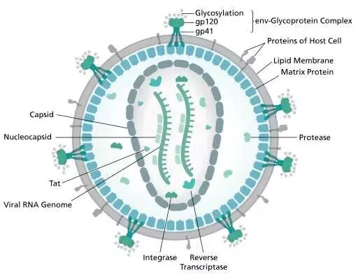 图6:HIV病毒