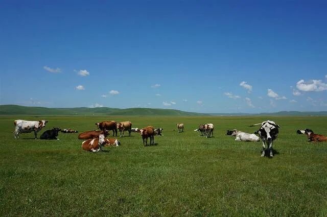Figure 6: Returning cattle manure to fields can benefit the environment