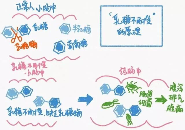 图1:乳糖酶的工作原理