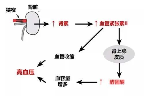 图9:血管紧张素的循环系统