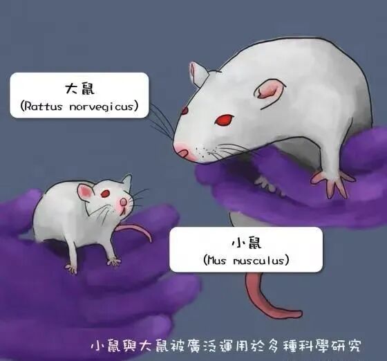 图2:老鼠被广泛用于多种动物实验与科学研究