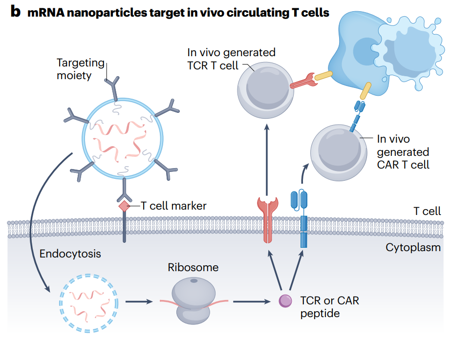 Figure 2: The mRNA coding process