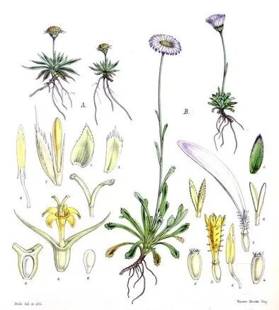 图3:植物学