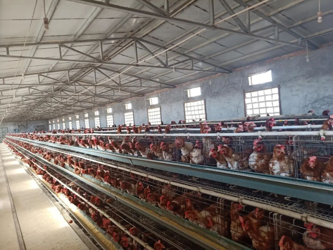 Figure 2: A large poultry farm