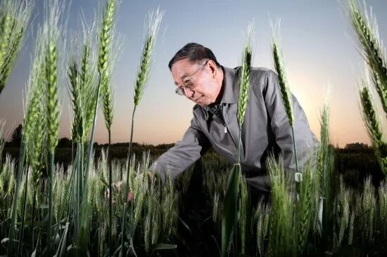 Figure 10. Wheat-breeding expert Li Zhensheng.