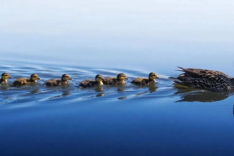Figure 6. Ducklings that like to swim single file.