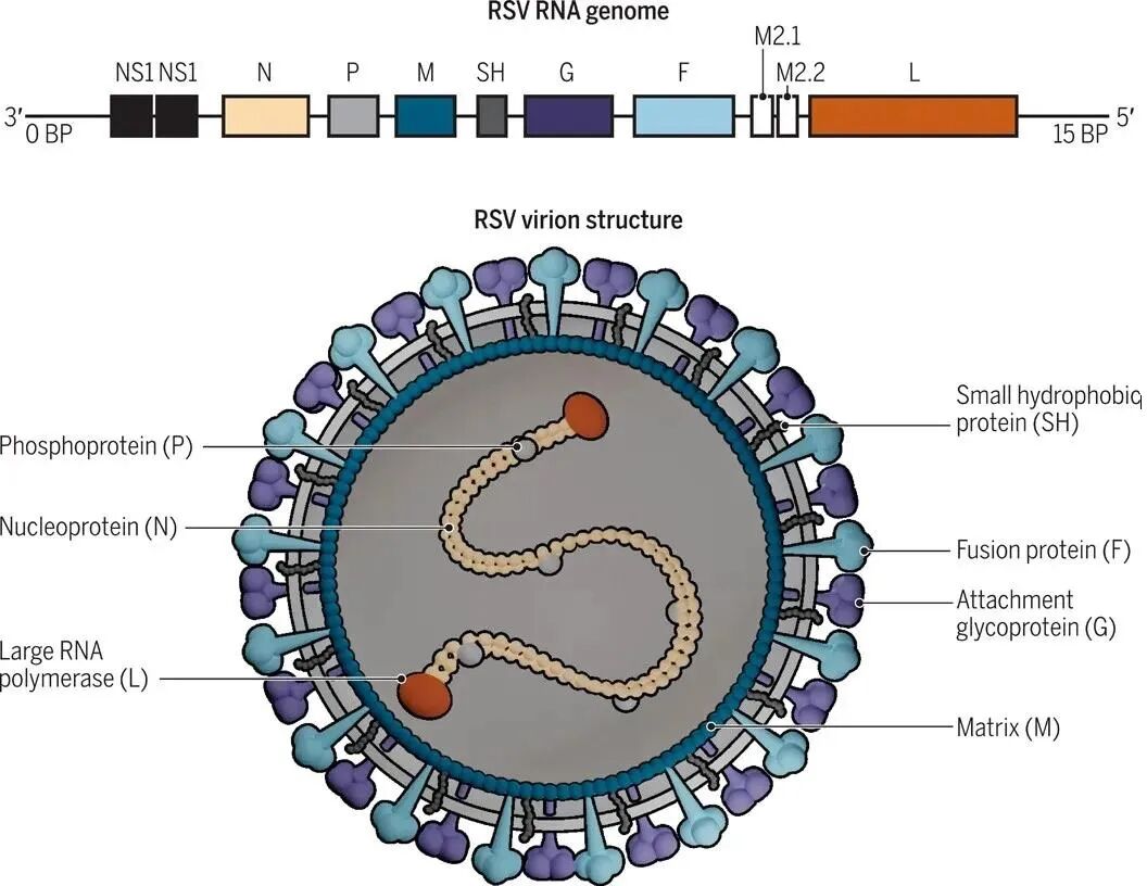 Figure 2: RSV
