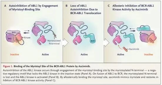 Figure 10. Scemblix’s mechanism of action.