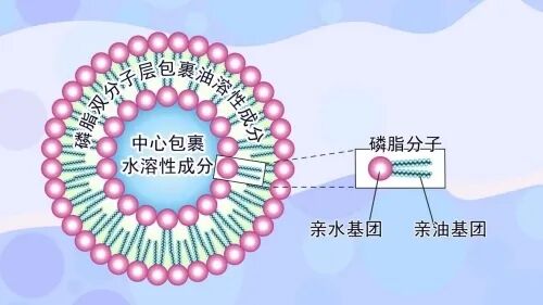 图6:脂质体