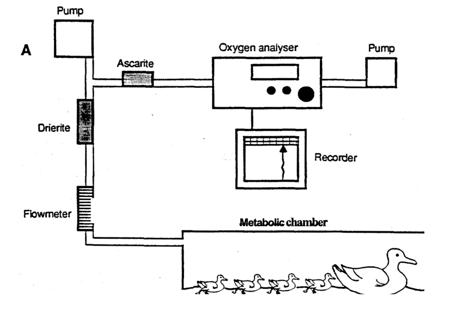 Figure 7. Researchers calculate metabolic rate by measuring oxygen consumption.